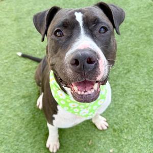A happy dog wearing a green bandana with white paw prints, sitting on a green artificial turf surface.