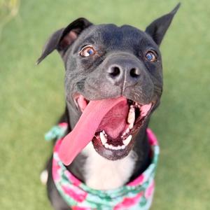 A close-up, high-angle shot of a black pit bull mix dog with its mouth wide open and its pink tongue hanging out. The dog is wearing a pink and green floral bandana around its neck. The background is a blurry green field.