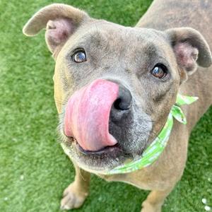 Bubbles, Terrier Mix, adult, available for adoption