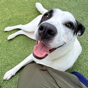 Dovie, Mixed Breed, young, available for adoption