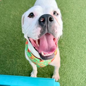 Chanchas, Bulldog Mix, available for adoption