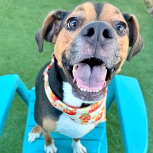 Draco, Mixed Breed, adult, available for adoption
