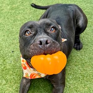 Gloria, Pit Bull Terrier Mix, available for adoption