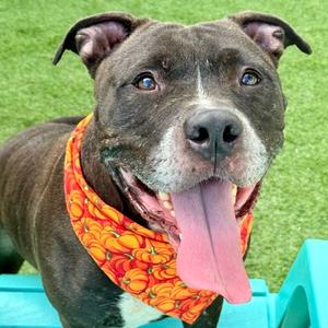 Denver, Bulldog Mix, adult, available for adoption