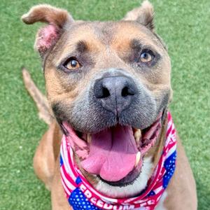 A close-up of a light brown dog wearing a red, white, and blue bandana with the American flag design. The dog has its tongue hanging out and is looking slightly to the left.