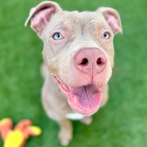 Dylan, Mixed Breed, young, available for adoption