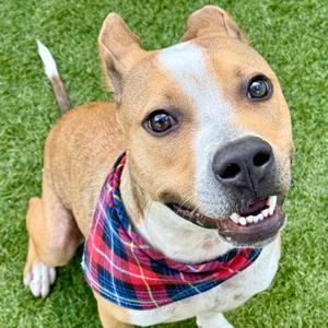 Freckles "Big Boy", Mixed Breed, young, available for adoption