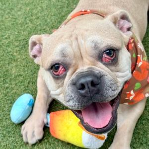 Buttercup, Bulldog Mix, young, available for adoption
