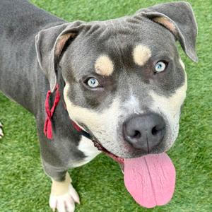 Axel, Bully American - Xl Mix, adult, available for adoption