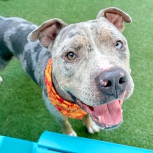 Fetti, Bully American  - Standard Mix, adult, available for adoption