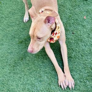 A light brown dog with a patterned bandana lying on green artificial grass.