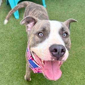 A gray and white pit bull terrier with blue eyes wearing a red, white, and blue bandana, standing on green grass with its tongue out.
