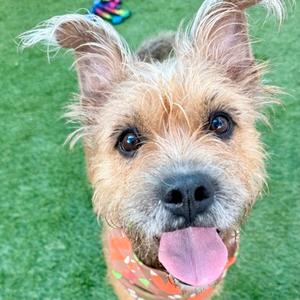 A close-up of a small dog with a shaggy coat, standing on green grass. The dog has a pink tongue sticking out and is wearing a red bandana with a pattern.