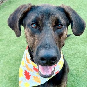 Ben, German Shepherd Dog Mix, adult, available for adoption
