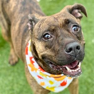 Cookie, Mixed Breed, adult, available for adoption