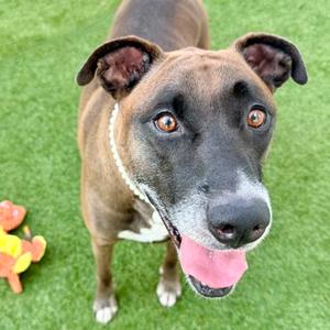 Ella, Mixed Breed, adult, available for adoption