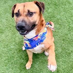 A brown dog wearing a blue bandana with a floral pattern sits on artificial grass.