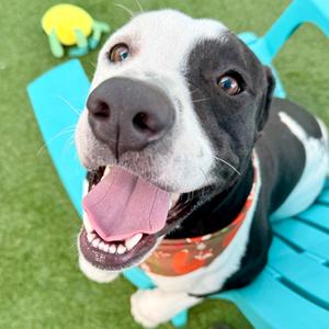 Bruno, Terrier Mix, young, available for adoption