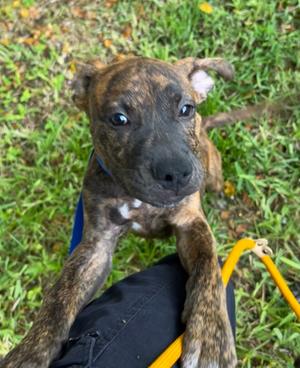 Gromit, Terrier Mix, puppy, available for adoption