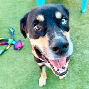 Benji, Mixed Breed, available for adoption
