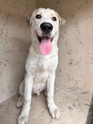 A white dog with a pink tongue sticking out, sitting on a concrete floor.