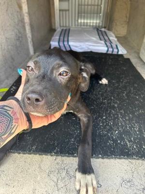 A black dog with a white patch on its chest is lying on a black mat, being petted by a person with a tattooed arm. The dog has a calm expression and is looking directly at the camera. In the background, there is a white and blue striped blanket on a surface.