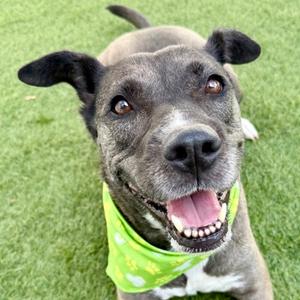 Keesha, Mixed Breed, adult, available for adoption