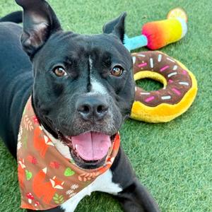 Elliott, Terrier Mix, adult, available for adoption