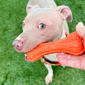 Carolina, Mixed Breed, adult, available for adoption