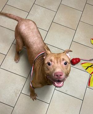 Conan, Pit Bull Terrier Mix, adult, available for adoption