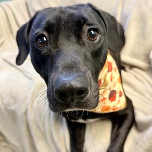 Blaze, Pit Bull Terrier Mix, young, available for adoption