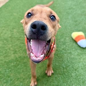 A happy brown dog with a black nose and open mouth, wearing a red bandana, standing on green artificial grass with a colorful toy in the background.