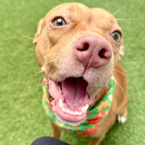 A brown dog with a pink nose and wide eyes, wearing a colorful bandana, is smiling on a green surface.