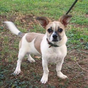 a small dog with a white and brown coat standing on grass