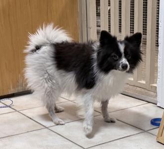 Chippy, Pomeranian, adult, available for adoption