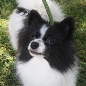 Chippy, Pomeranian, adult, available for adoption
