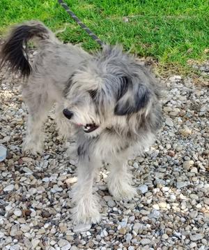A fluffy gray and white dog standing on a gravel path with green grass in the background.