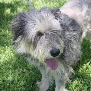 Beethoven, Schnauzer - Standard Mix, adult, available for adoption