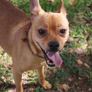 A small brown dog with a black collar, standing on grass and panting with its tongue out.