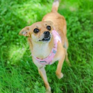 Bella - Chi, Chihuahua - Smooth Coated Mix, adult, available for adoption