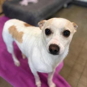 Bo, Chihuahua - Smooth Coated and Whippet, adult, available for adoption