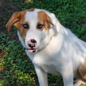 Huckleberry (61556528), Australian Shepherd Mix, puppy, available for adoption