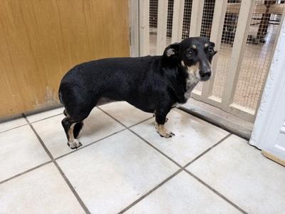 Baby Girl, Welsh Corgi - Cardigan and Dachshund, adult, available for adoption