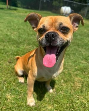 Brady, Pug and Chihuahua - Smooth Coated, young, available for adoption