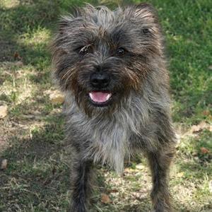 A scruffy, gray dog with a shaggy coat stands on a grassy area, its mouth open in a happy expression.