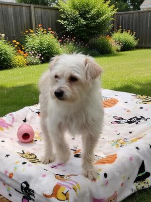 Chloe, Maltese and Poodle - Miniature, young, available for adoption