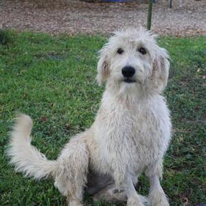 A fluffy white dog sitting on a grassy lawn.