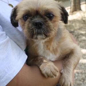 Gizmo, Shih Tzu and Yorkshire Terrier, senior, available for adoption
