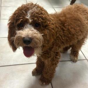Dior, English Cocker Spaniel and Poodle - Miniature, young, available for adoption
