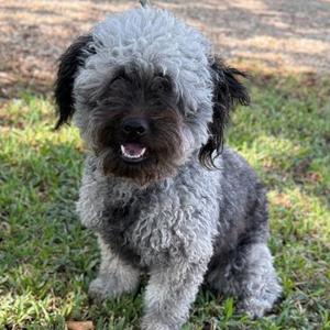 Honey Bee, Poodle - Miniature Mix, young, available for adoption